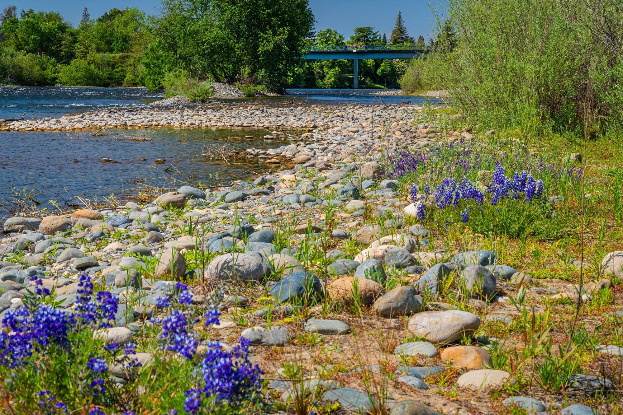 The American River where it runs past Rancho Cordova